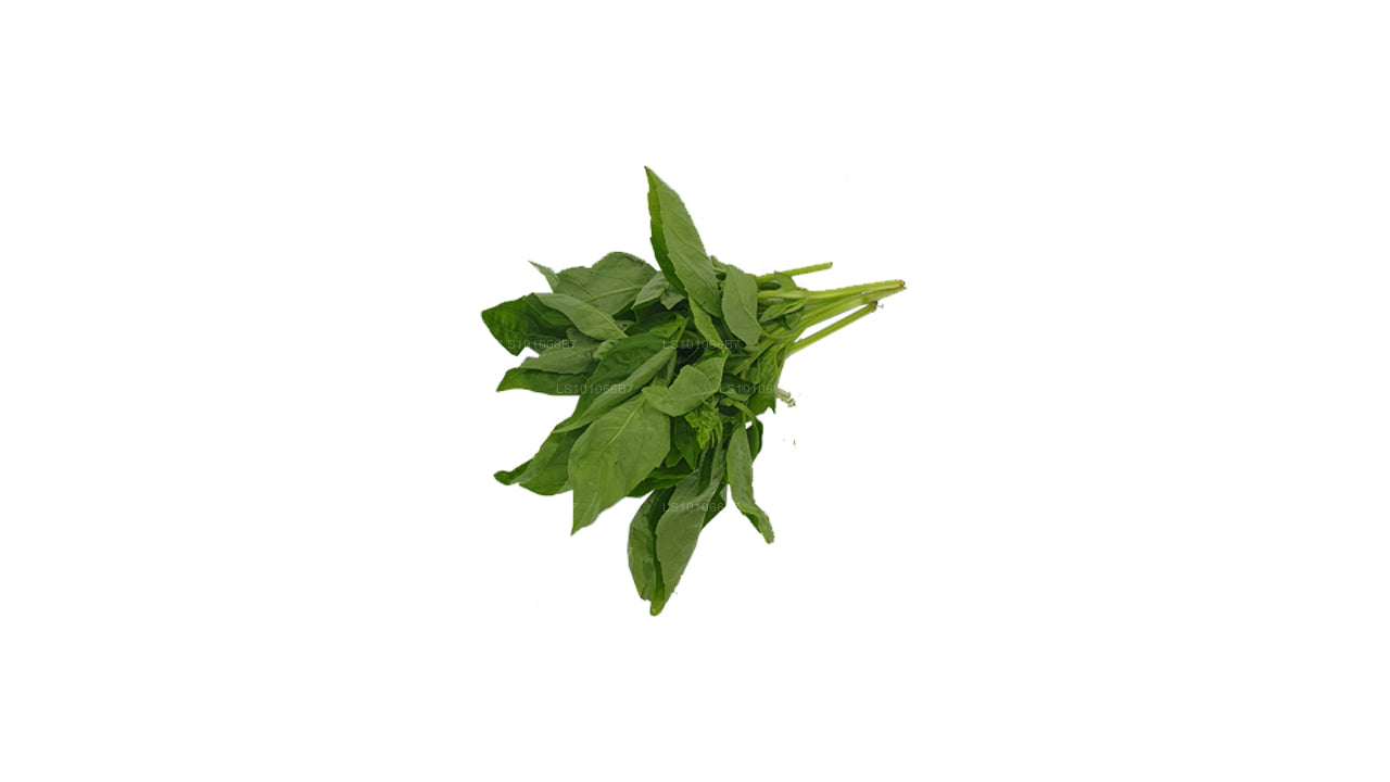 Lakpura Fresh Basil Leaves