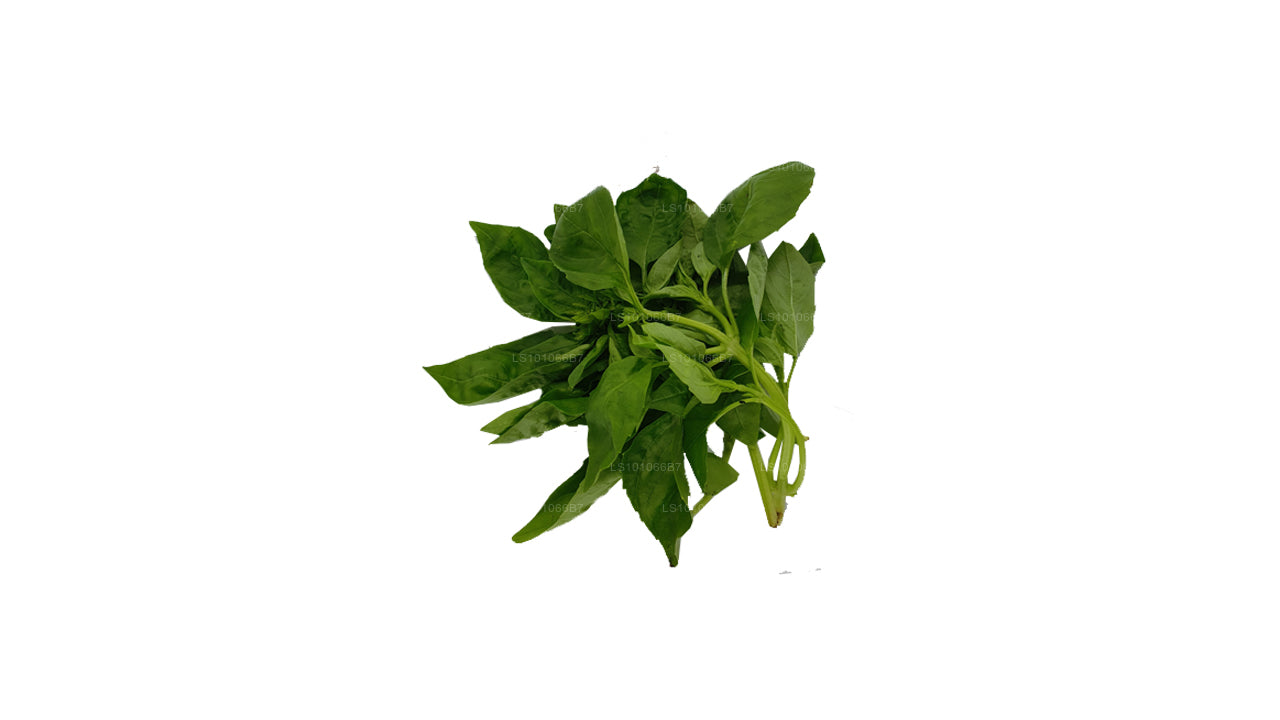 Lakpura Fresh Basil Leaves