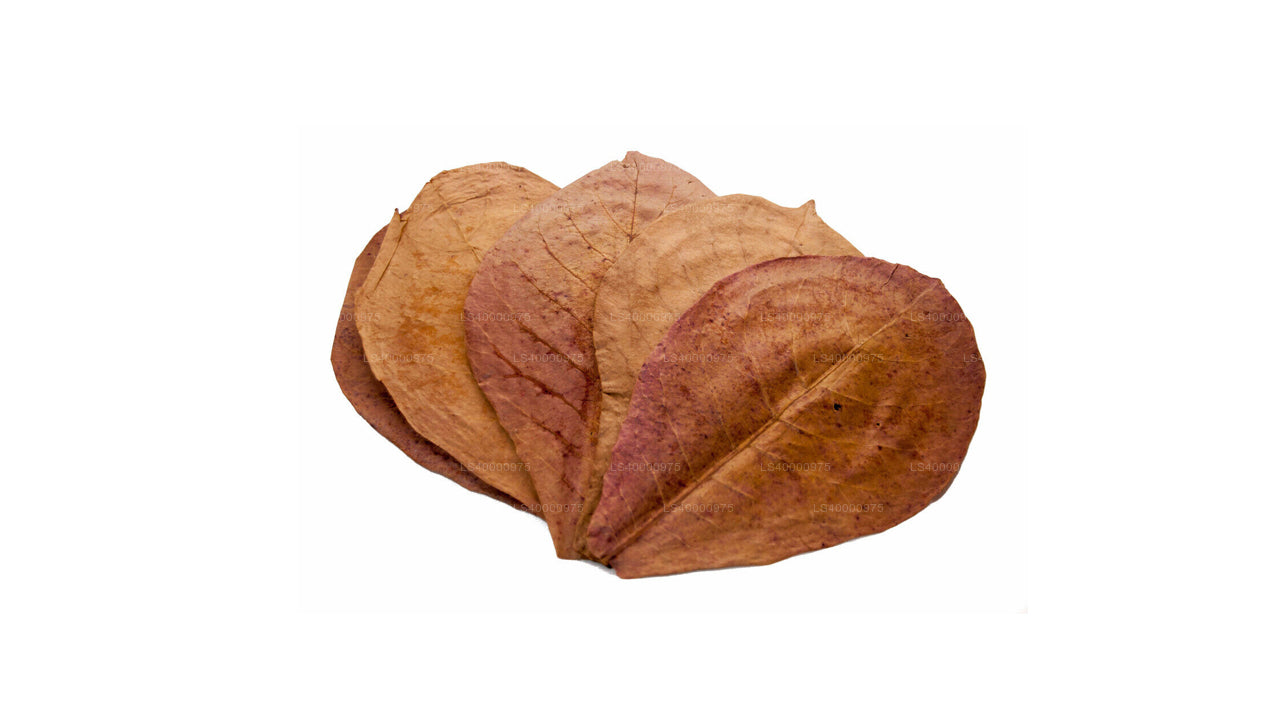 Lakpura Dehydrated (Kottan, Kottamba, Indian Almond) Terminalia catappa 100 Leaves (100g)