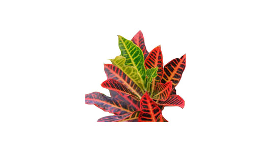 Lakpura Red Iceton Croton (50 Leaves)